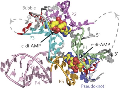 c-di-AMP binds the <i>ydaO</i> riboswitch in two pseudo-symmetry–related pockets