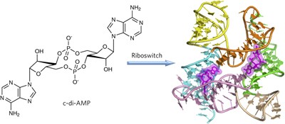 Structural insights into recognition of c-di-AMP by the <i>ydaO</i> riboswitch
