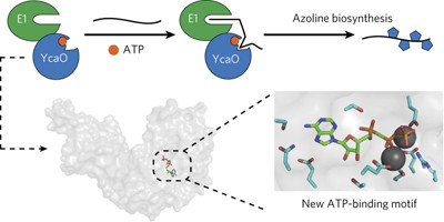 Discovery of a new ATP-binding motif involved in peptidic azoline biosynthesis