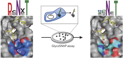 Engineered oligosaccharyltransferases with greatly relaxed acceptor-site specificity