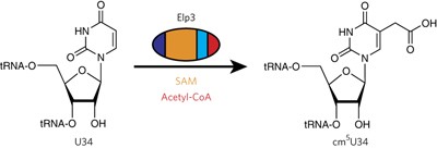 Archaeal Elp3 catalyzes tRNA wobble uridine modification at C5 via a radical mechanism