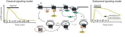 Endosomal generation of cAMP in GPCR signaling