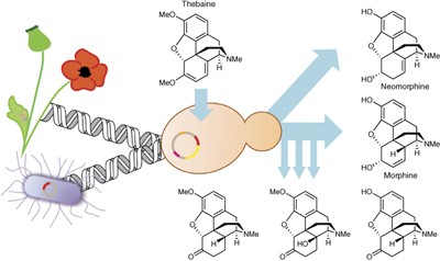 A microbial biomanufacturing platform for natural and semisynthetic opioids