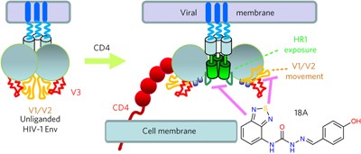 A broad HIV-1 inhibitor blocks envelope glycoprotein transitions critical for entry