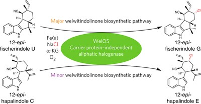 A new family of iron-dependent halogenases acts on freestanding substrates