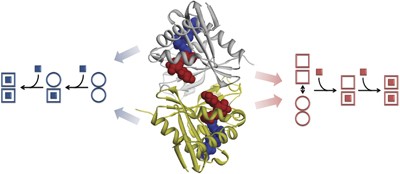 Substrate-dependent switching of the allosteric binding mechanism of a dimeric enzyme