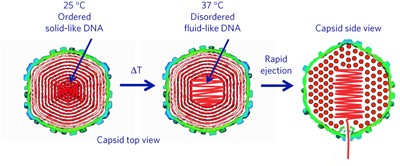 Solid-to-fluid DNA transition inside HSV-1 capsid close to the temperature of infection