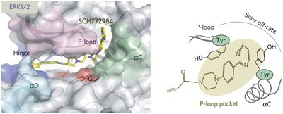 A unique inhibitor binding site in ERK1/2 is associated with slow binding kinetics