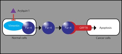 Arylquins target vimentin to trigger Par-4 secretion for tumor cell apoptosis