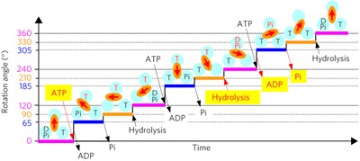 Chemomechanical coupling of human mitochondrial F<sub>1</sub>-ATPase motor