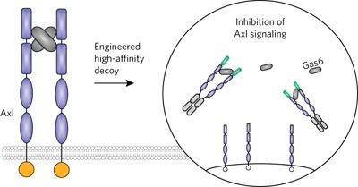An engineered Axl 'decoy receptor' effectively silences the Gas6-Axl signaling axis