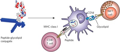 A self-adjuvanting vaccine induces cytotoxic T lymphocytes that suppress allergy