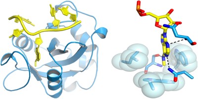 Structural basis for selective binding of m<sup>6</sup>A RNA by the YTHDC1 YTH domain