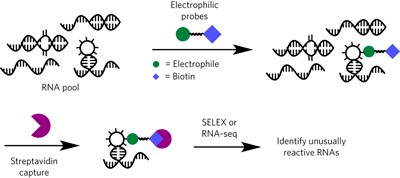 Electrophilic activity-based RNA probes reveal a self-alkylating RNA for RNA labeling