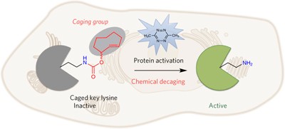 Diels-Alder reaction–triggered bioorthogonal protein decaging in living cells