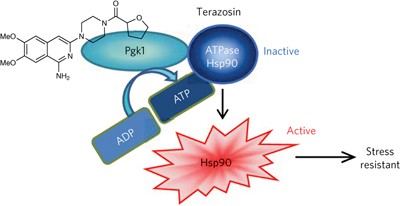 Terazosin activates Pgk1 and Hsp90 to promote stress resistance