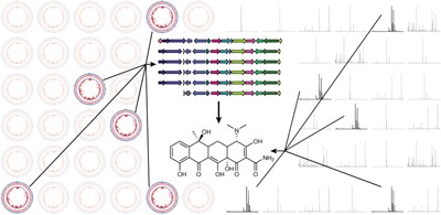 A roadmap for natural product discovery based on large-scale genomics and metabolomics