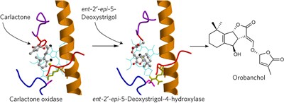 Rice cytochrome P450 MAX1 homologs catalyze distinct steps in strigolactone biosynthesis