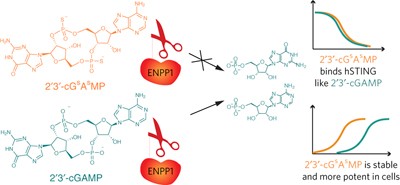 Hydrolysis of 2′3′-cGAMP by ENPP1 and design of nonhydrolyzable analogs