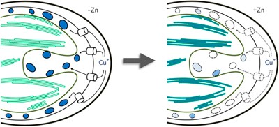 Subcellular metal imaging identifies dynamic sites of Cu accumulation in <i>Chlamydomonas</i>