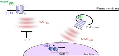Spatial encoding of cyclic AMP signaling specificity by GPCR endocytosis
