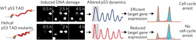 Disorder and residual helicity alter p53-Mdm2 binding affinity and signaling in cells