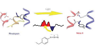 FTIR analysis of GPCR activation using azido probes