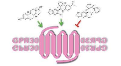 <i>In vivo</i> effects of a GPR30 antagonist