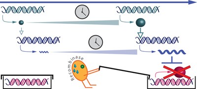 Digital switching in a biosensor circuit via programmable timing of gene availability