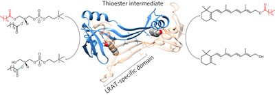 LRAT-specific domain facilitates vitamin A metabolism by domain swapping in HRASLS3