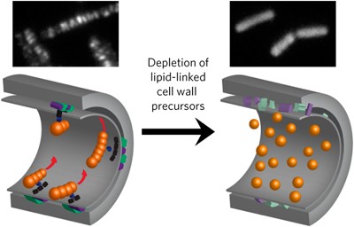 Lipid-linked cell wall precursors regulate membrane association of bacterial actin MreB