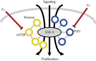 GSK-3 modulates cellular responses to a broad spectrum of kinase inhibitors