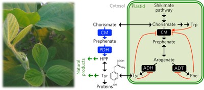 Non-plastidic, tyrosine-insensitive prephenate dehydrogenases from legumes