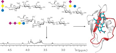 Structural basis for sialic acid–mediated self-recognition by complement factor H