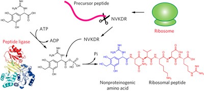 A peptide ligase and the ribosome cooperate to synthesize the peptide pheganomycin