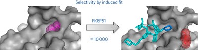 Selective inhibitors of the FK506-binding protein 51 by induced fit