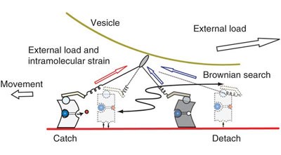 Brownian search-and-catch mechanism for myosin-VI steps