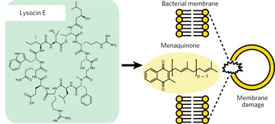Lysocin E is a new antibiotic that targets menaquinone in the bacterial membrane