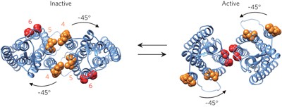 Major ligand-induced rearrangement of the heptahelical domain interface in a GPCR dimer