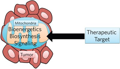 Targeting mitochondria metabolism for cancer therapy