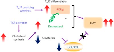Sterol metabolism controls T<sub>H</sub>17 differentiation by generating endogenous RORγ agonists