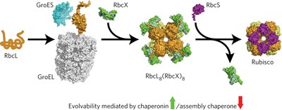 Opposing effects of folding and assembly chaperones on evolvability of Rubisco