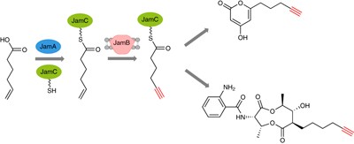 <i>De novo</i> biosynthesis of terminal alkyne-labeled natural products