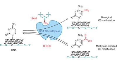 Cytosine-5-methyltransferases add aldehydes to DNA