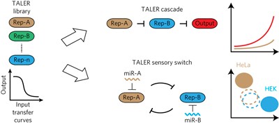 Modular construction of mammalian gene circuits using TALE transcriptional repressors