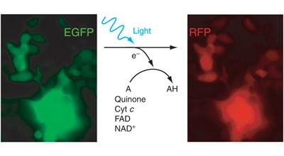 Green fluorescent proteins are light-induced electron donors