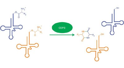 Cyclodipeptide synthases are a family of tRNA-dependent peptide bond–forming enzymes