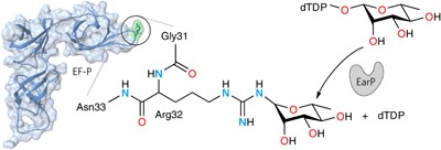 Arginine-rhamnosylation as new strategy to activate translation elongation factor P