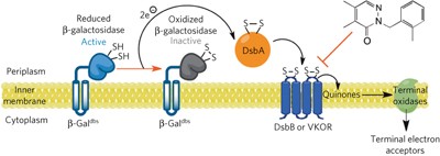 Compounds targeting disulfide bond forming enzyme DsbB of Gram-negative bacteria