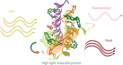 Mechanism of photoprotection in the cyanobacterial ancestor of plant antenna proteins